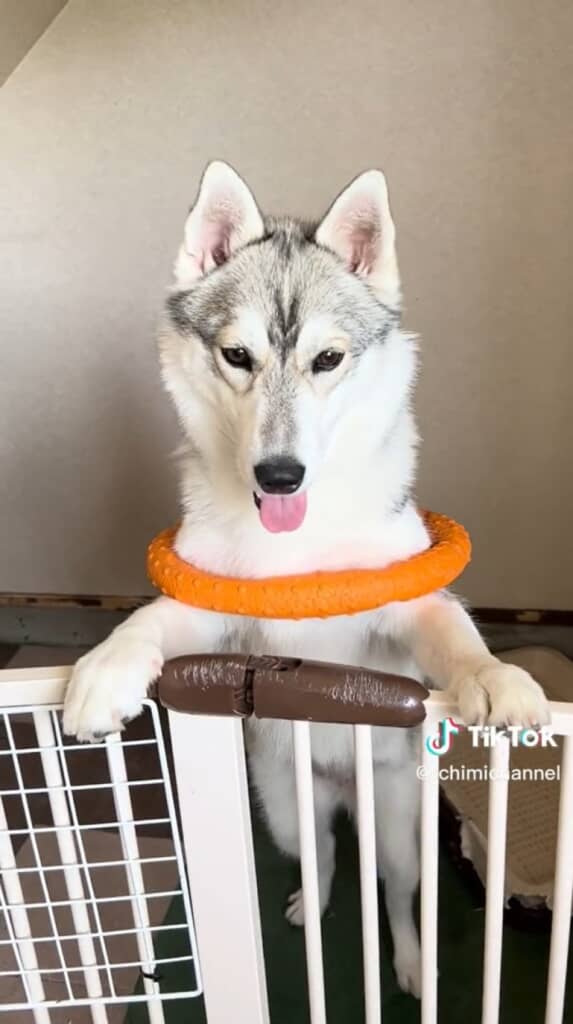 柵でつかまり立ち!?