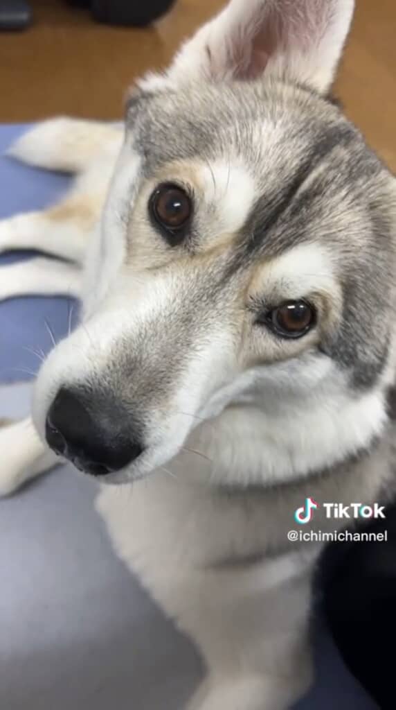 メガネ模様はだいぶうっすら