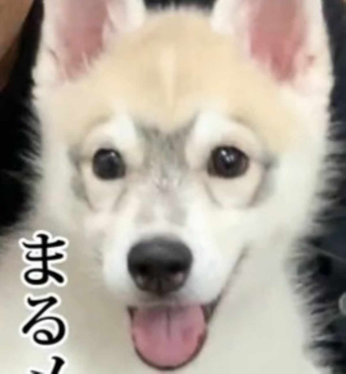 「メガネが残念」と言われた子犬→成長したら……　予想外の姿に思わず二度見「めちゃめちゃイケメンじゃん」 | 犬 ねとらぼ