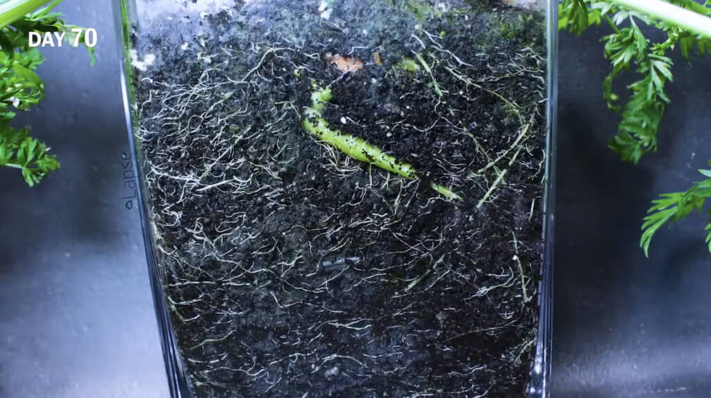 70日目の状態。緑色の太い根が見える

