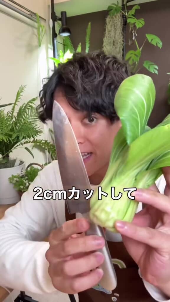 茎を2センチにカットします