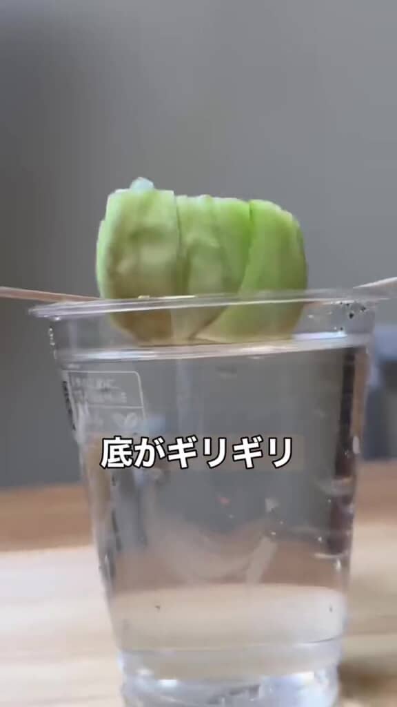 水につけて育てると……