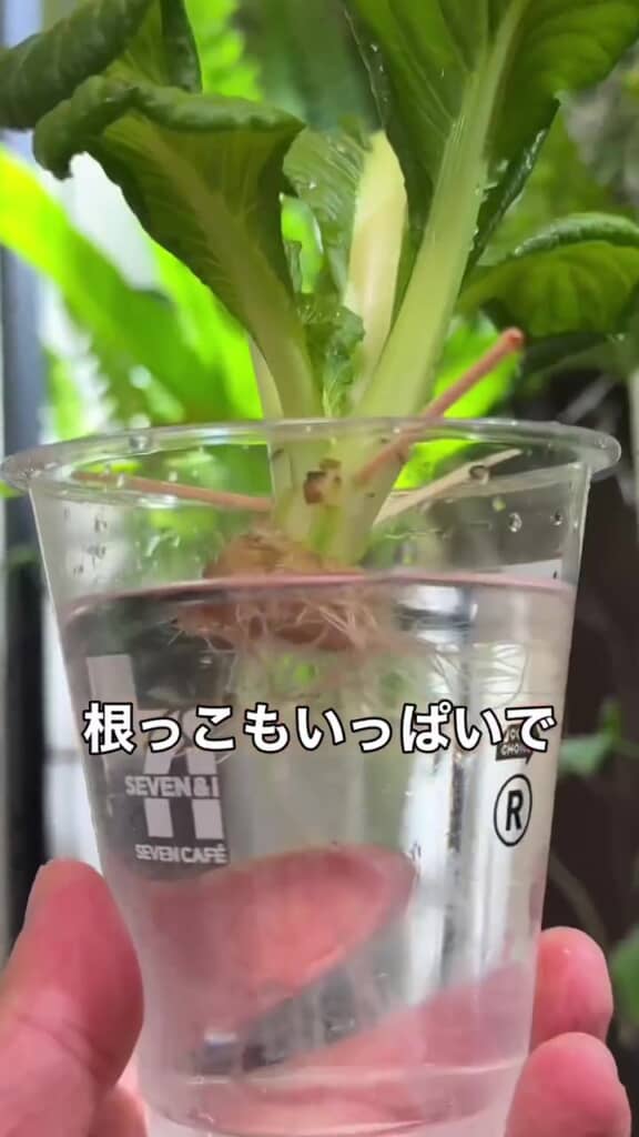 しっかり根も伸びています