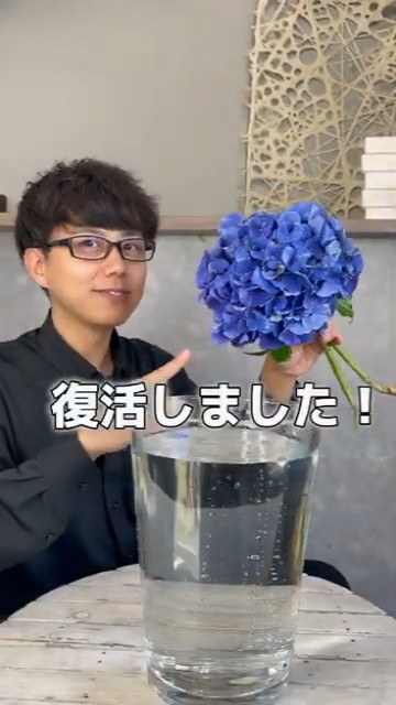 よみがえった紫陽花