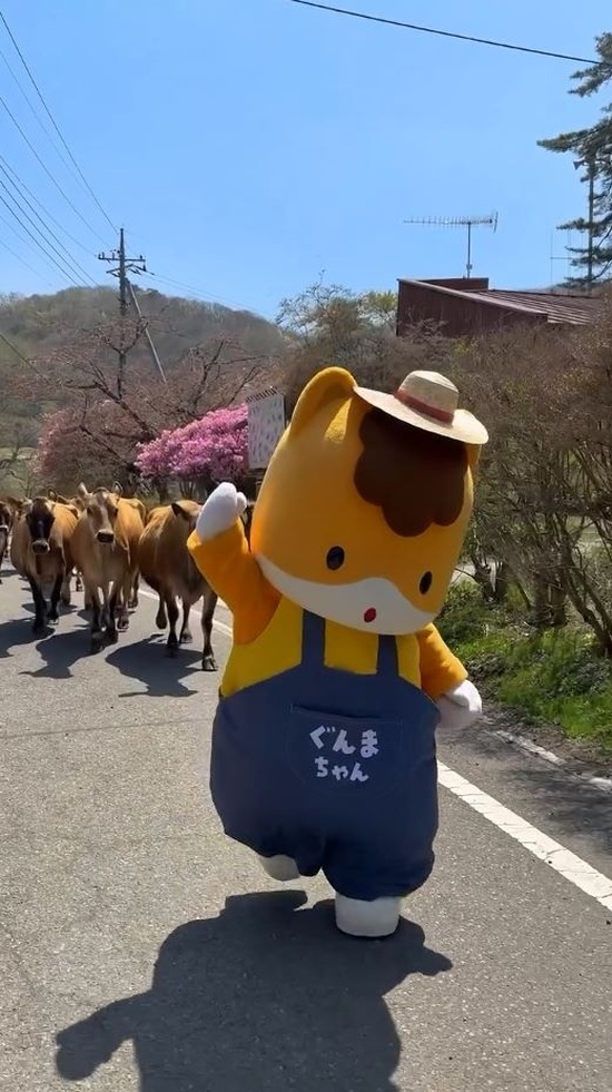 牛たちを引き連れて何だか誇らしげなぐんまちゃん