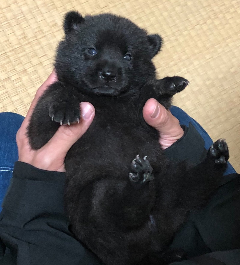 ころころモコモコです！