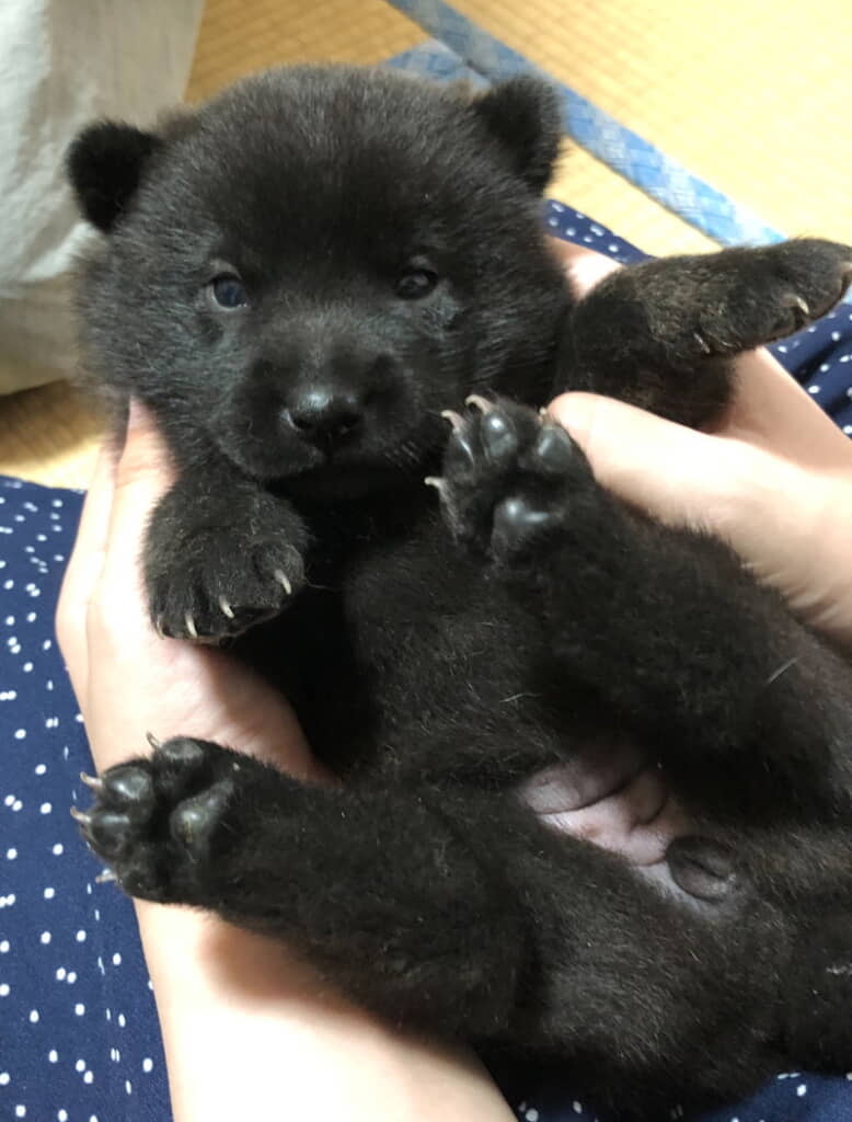 子グマちゃんかな……