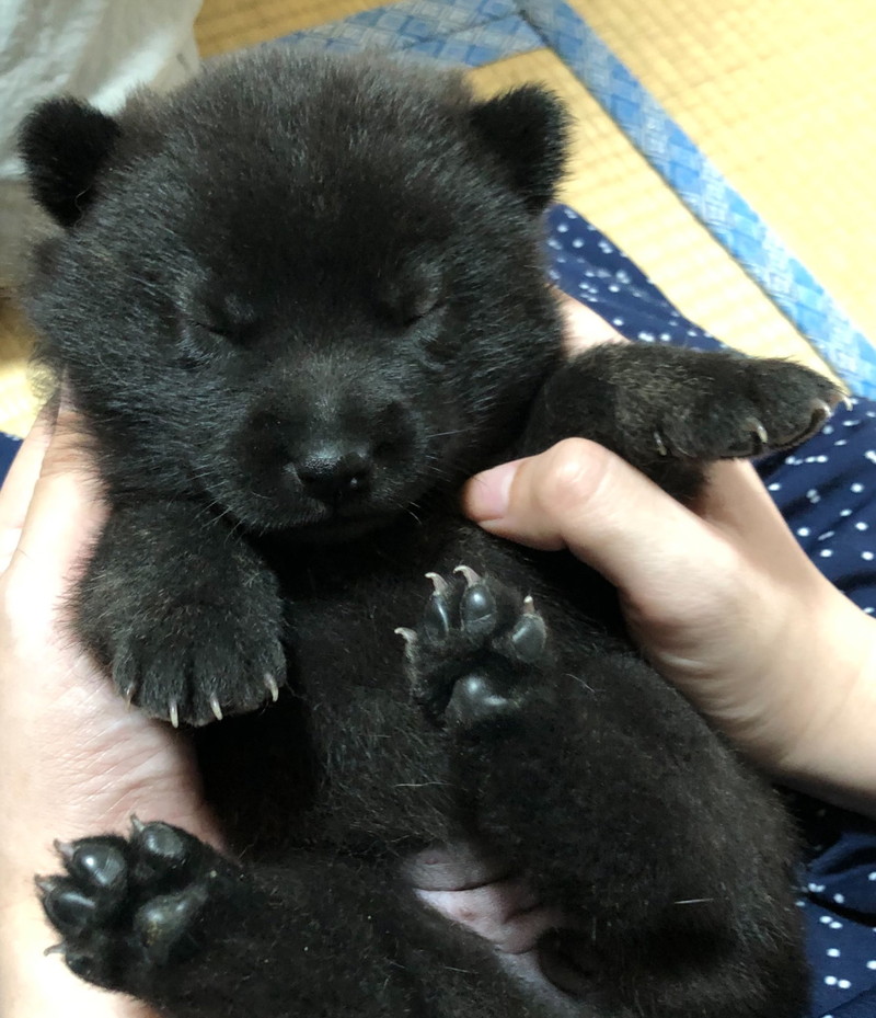 目をつぶっているお顔もたまらない