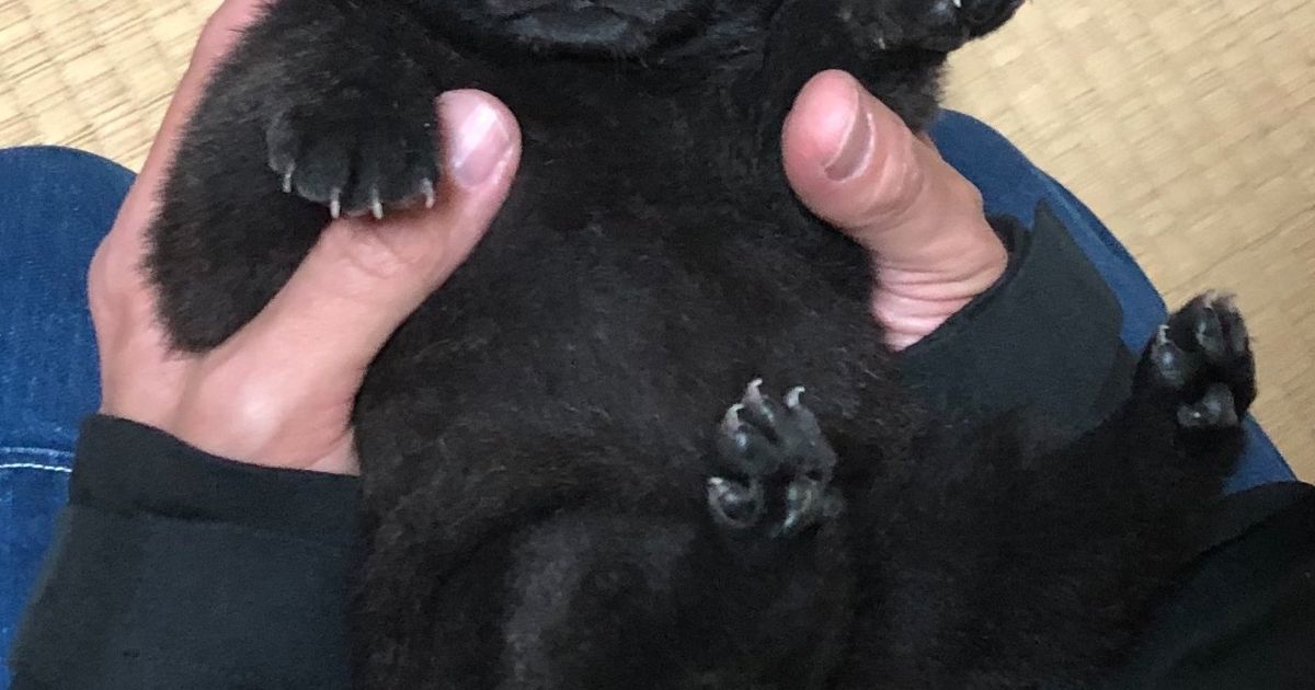7年ぶりに犬をお迎え→「子グマでしょ？」　2000万表示の予想外の事態に「ぬいぐるみみたい」「天使すぎる～！」と大反響（1/3） | 犬 ねとらぼ