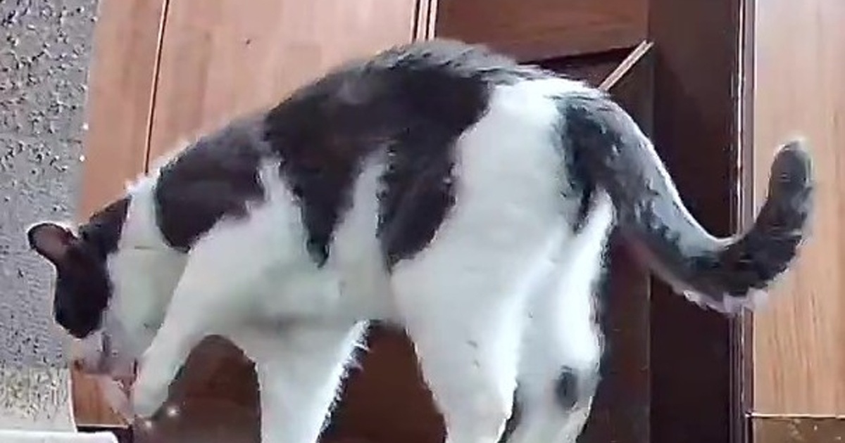 愛猫の様子をふとペットカメラでのぞいたら……「あら～」「必死さが愛おしい」　“神速で帰りたくなる”光景が500万表示（1/3） | 猫 ねとらぼ