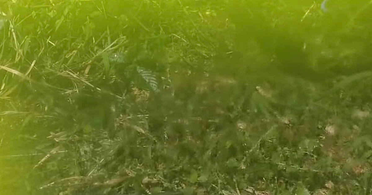 屋外に1年半放置した金魚の水槽、水を全部抜いたら……　なんとも興味深い光景に「凄い！」「ウケたｗ」と反響（1/3） | その他生き物 ねとらぼ