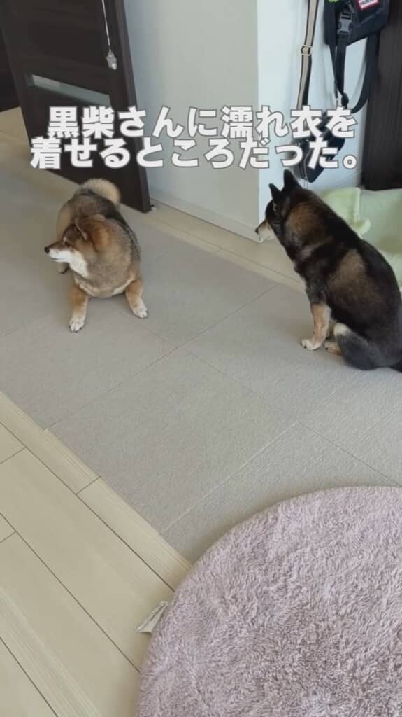 あずきちゃんにぬれぎにを着せそうになってしまいました
