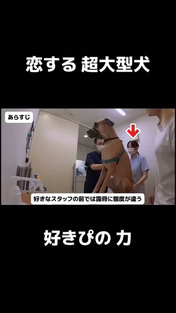 好きなスタッフの前では大人しく診察を受ける大型犬