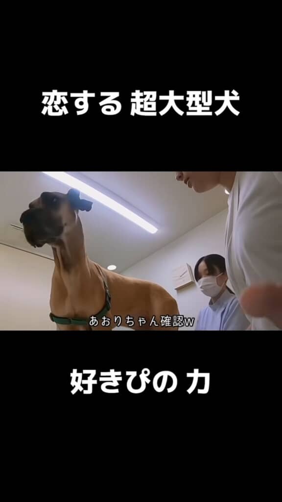 診察室で好きなスタッフがいることを確認する大型犬