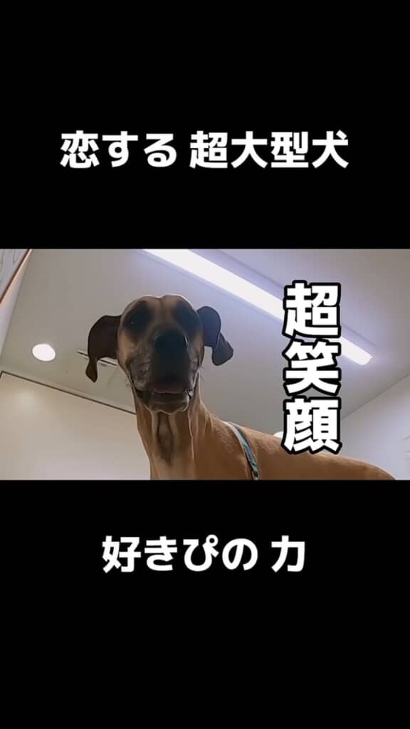 満面の笑顔になる大型犬