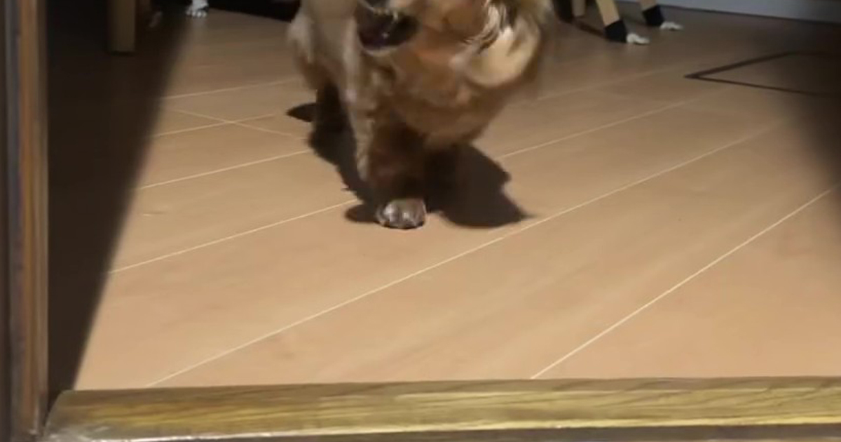 「夢に出てきそう」　いつもはキュートなワンコ、留守番させた結果……　感情が渋滞した“衝撃のお出迎え”が話題　「おかえりなさいだゴラァ」（1/2） | 動物 ねとらぼ