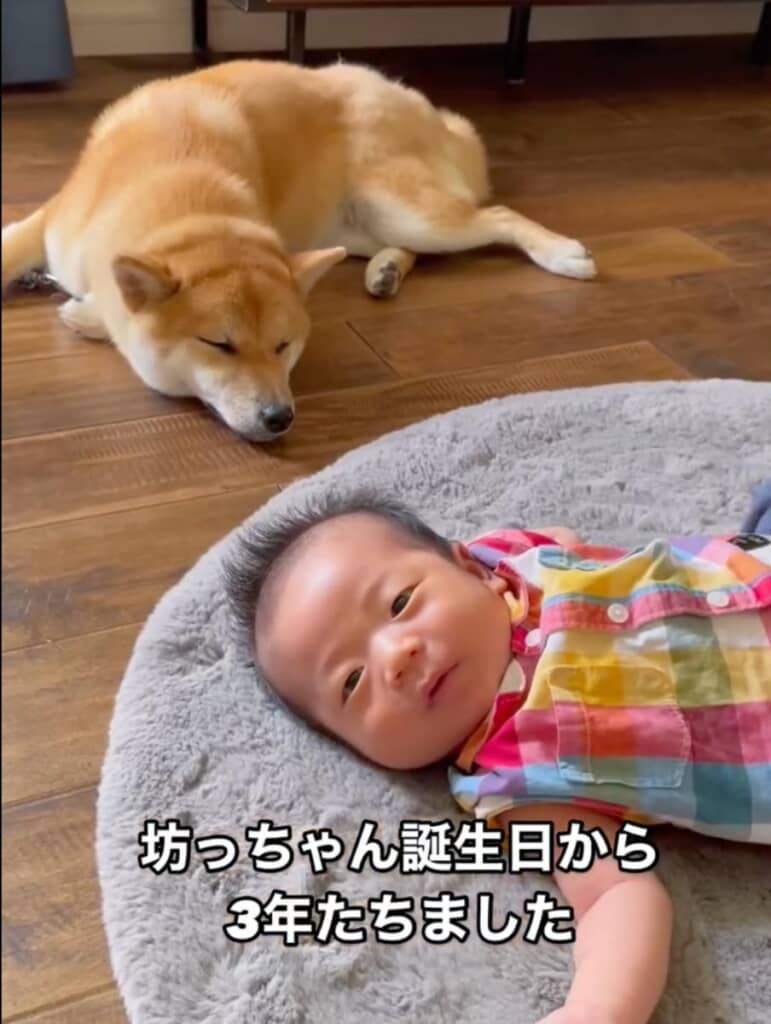 坊っちゃんとおいもちゃんの成長記録