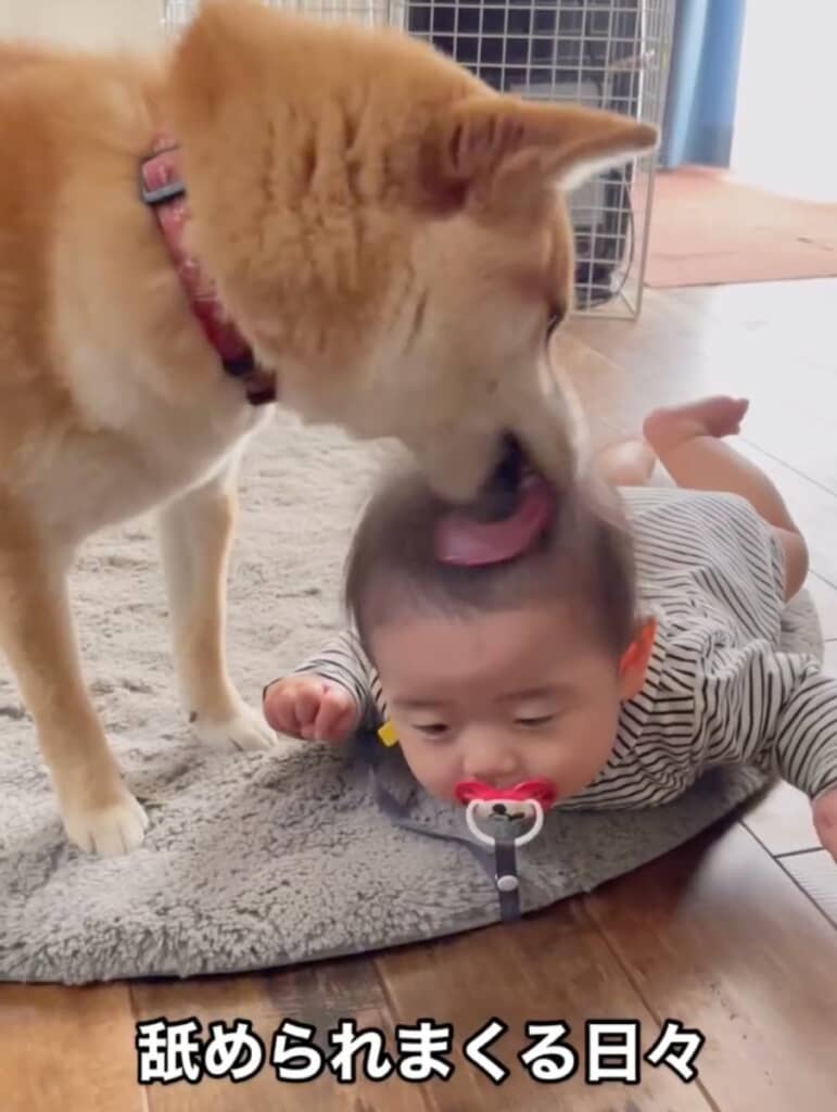 おいもちゃんに頭を舐められる日々
