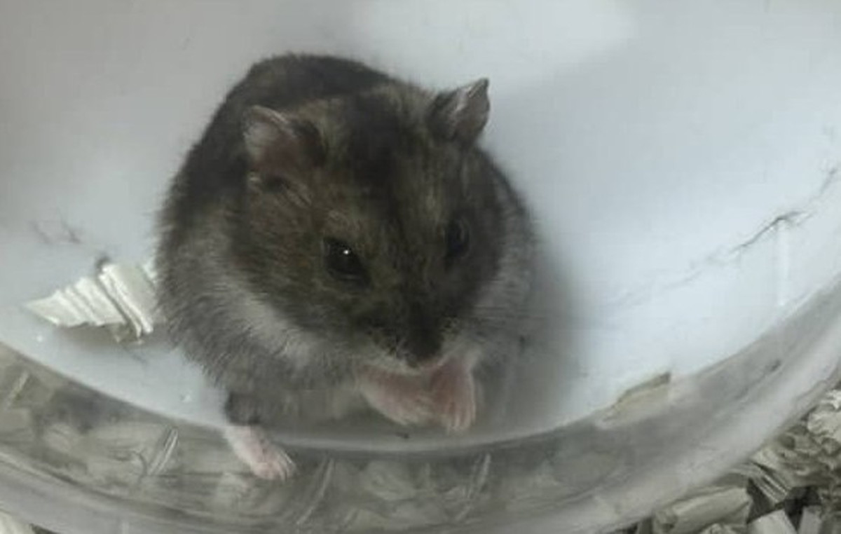 デカすぎる“トウモロコシ”をもらったハムスター　翌朝のぞいたら……　「ありえんwww」衝撃の光景に「笑った」（1/3） | ライフスタイル ねとらぼ