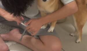 柴犬