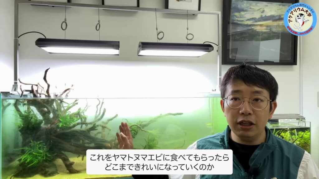 コケまみれの水槽にヤマトヌマエビを投入