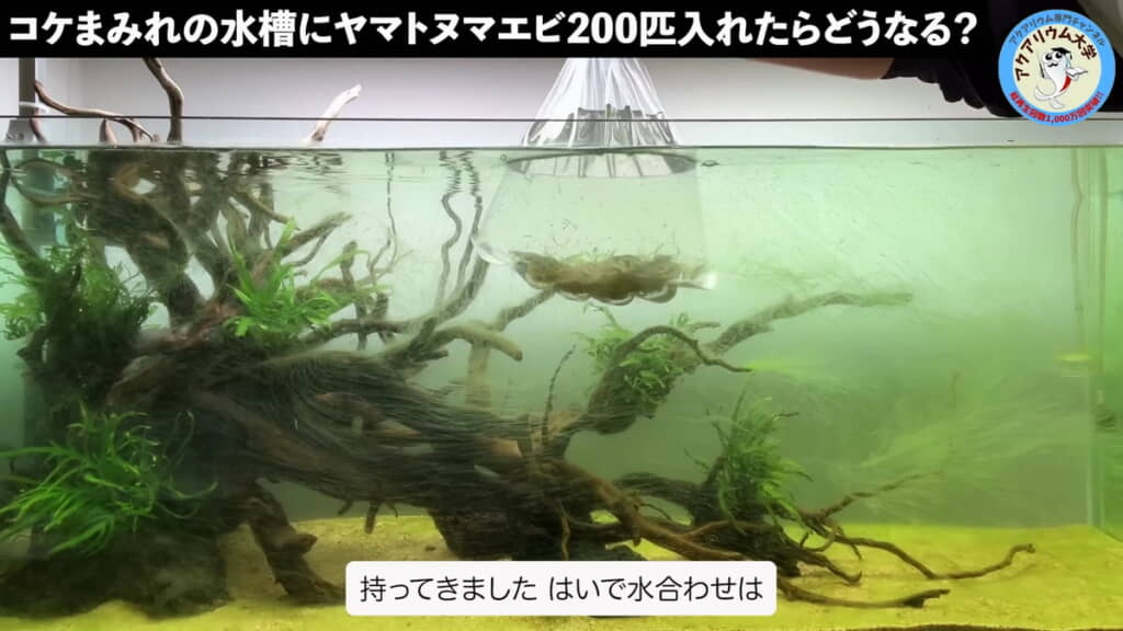 用意したエビは200匹