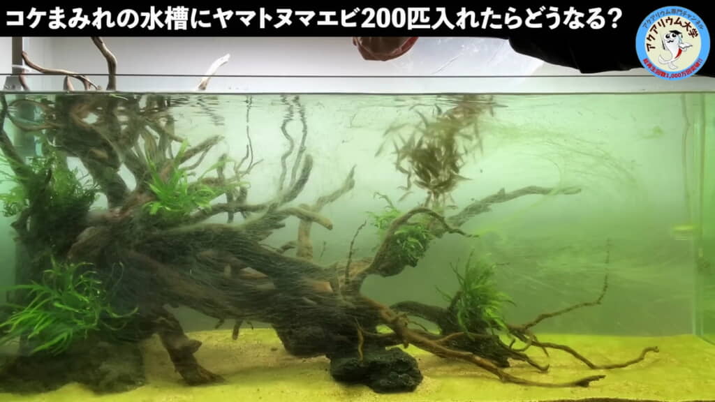 投入！