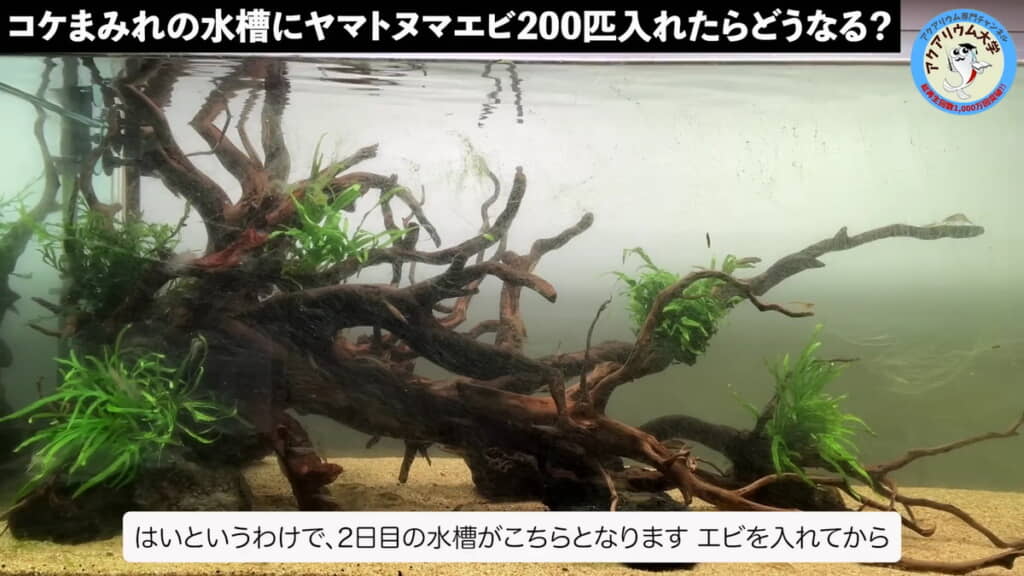 2日目の水槽