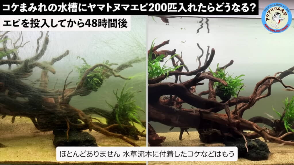コケはほとんどありません