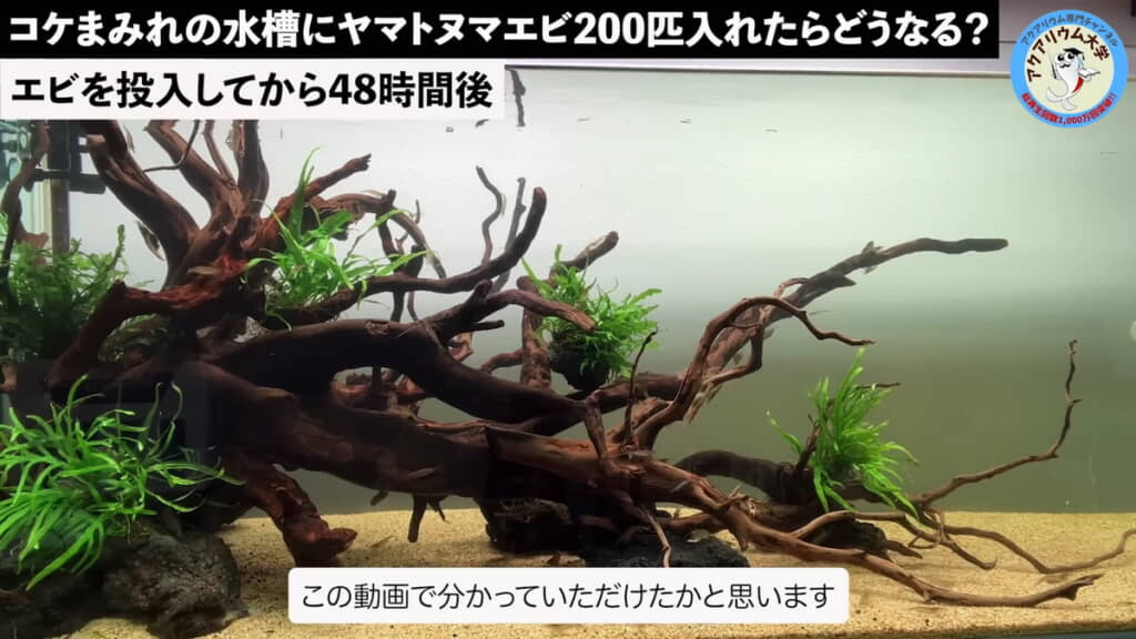 ヤマトヌマエビの能力に驚きます