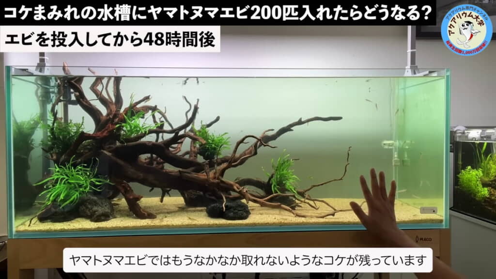 エビにも取れないようなコケを掃除して……
