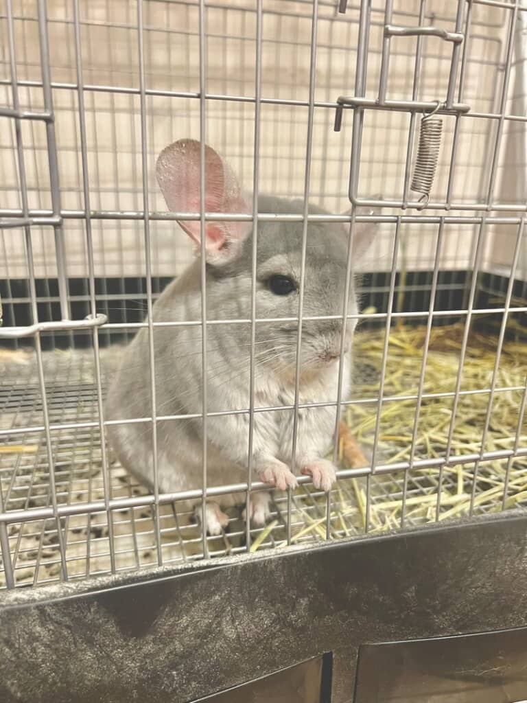 虚無顔の弎詁同くん