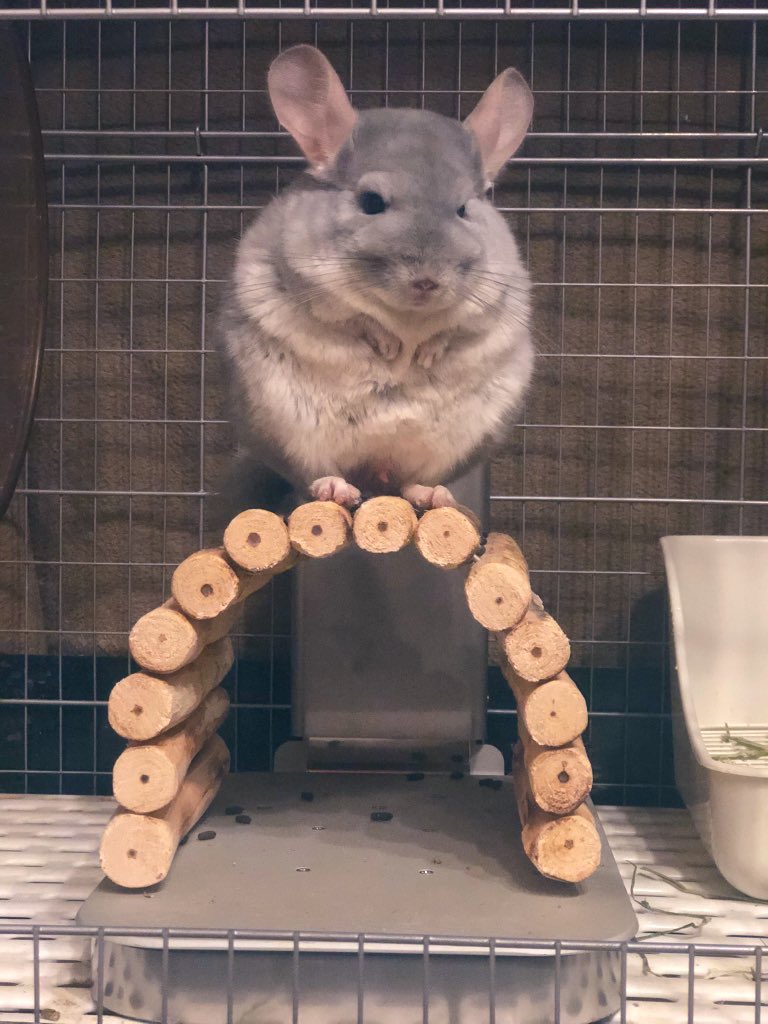 自分の家の屋根に仁王立ちしています