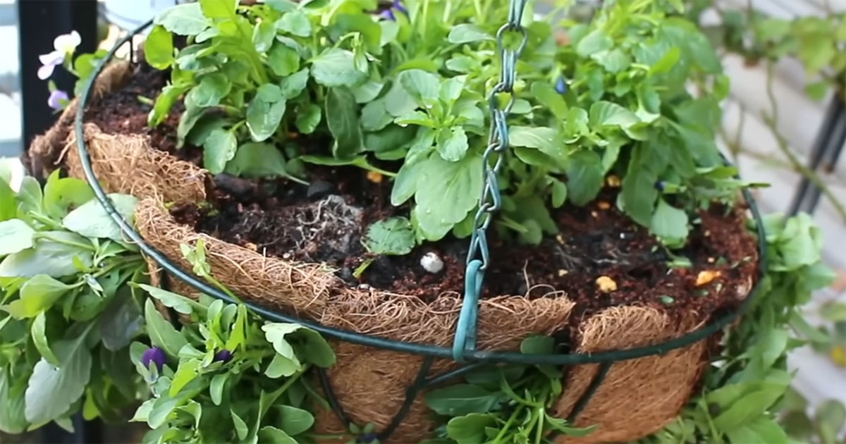 100均マットに切り込み→緑を植えまくったら……　数カ月後、目を疑う光景に「こんなになるんだ！」「私も作ってみたい」（1/3） | 住まい ねとらぼ