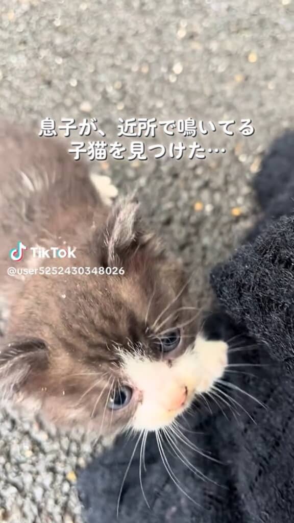 ひとりぼっちで鳴いていた子猫