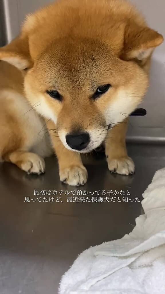 不安そうな顔をしていました