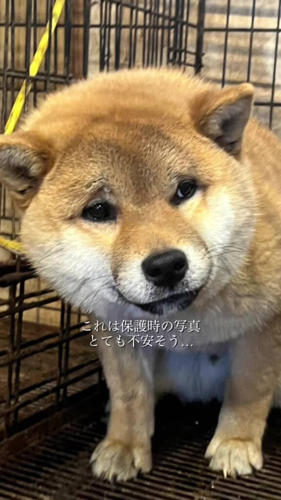 保護時の様子、過去に一体何があったのでしょうか