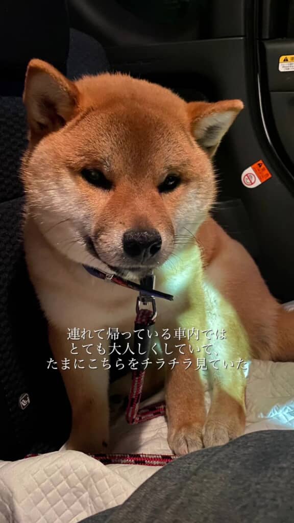 動物病院から家へ向かう車内、表情が固くも見えます