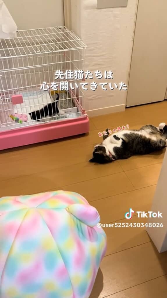 お乳を飲ませようとするレアちゃん