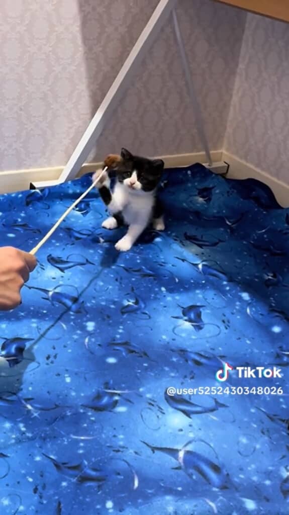 遊ぶ子猫