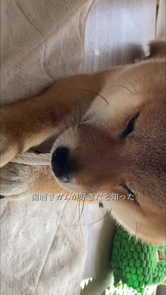 歯磨きガムが好き！