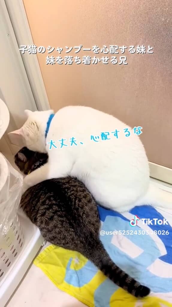 子猫のシャンプーを見守る幸吉くんとレアちゃん