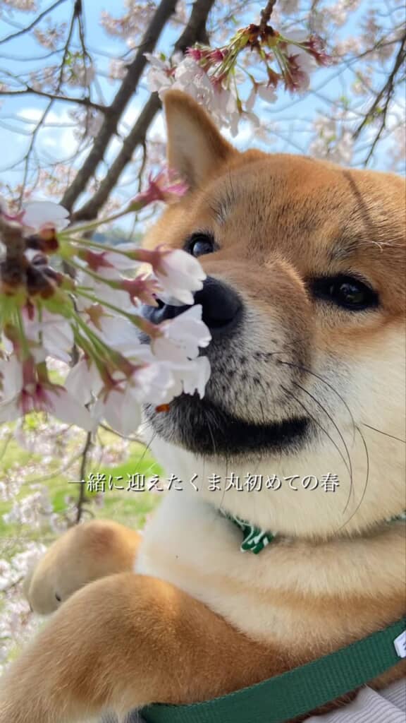 春を満喫しました