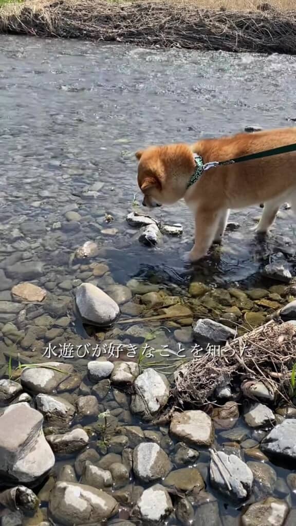 水遊びも大好き！