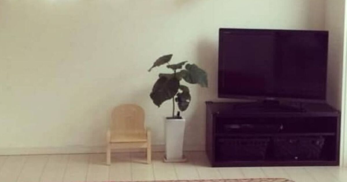 メルカリで買った小さな観葉植物→肥料なしで、9年間育てたら……　「でっっっか！」予想外の成長ぶりに驚き | ライフスタイル ねとらぼ