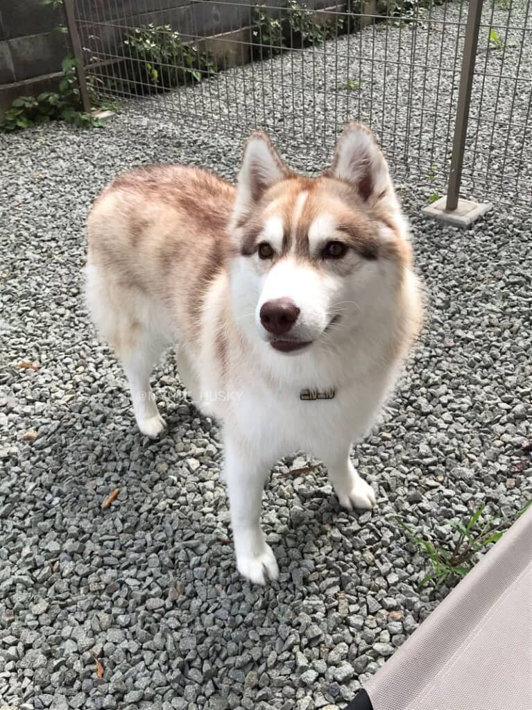 白と茶色の毛がふわふわなミルテちゃん