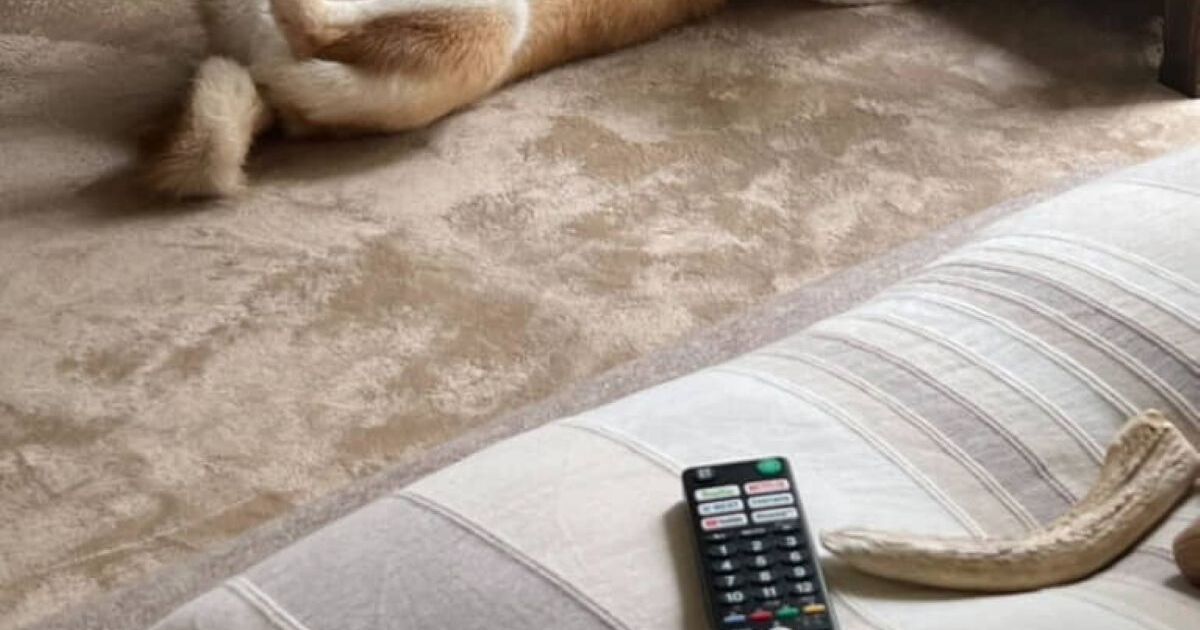 出張中「うちの柴犬は寂しがってないか」と心配な飼い主→様子を見ると……　予想外の姿に爆笑「これが柴ですから笑」 | 犬 ねとらぼ