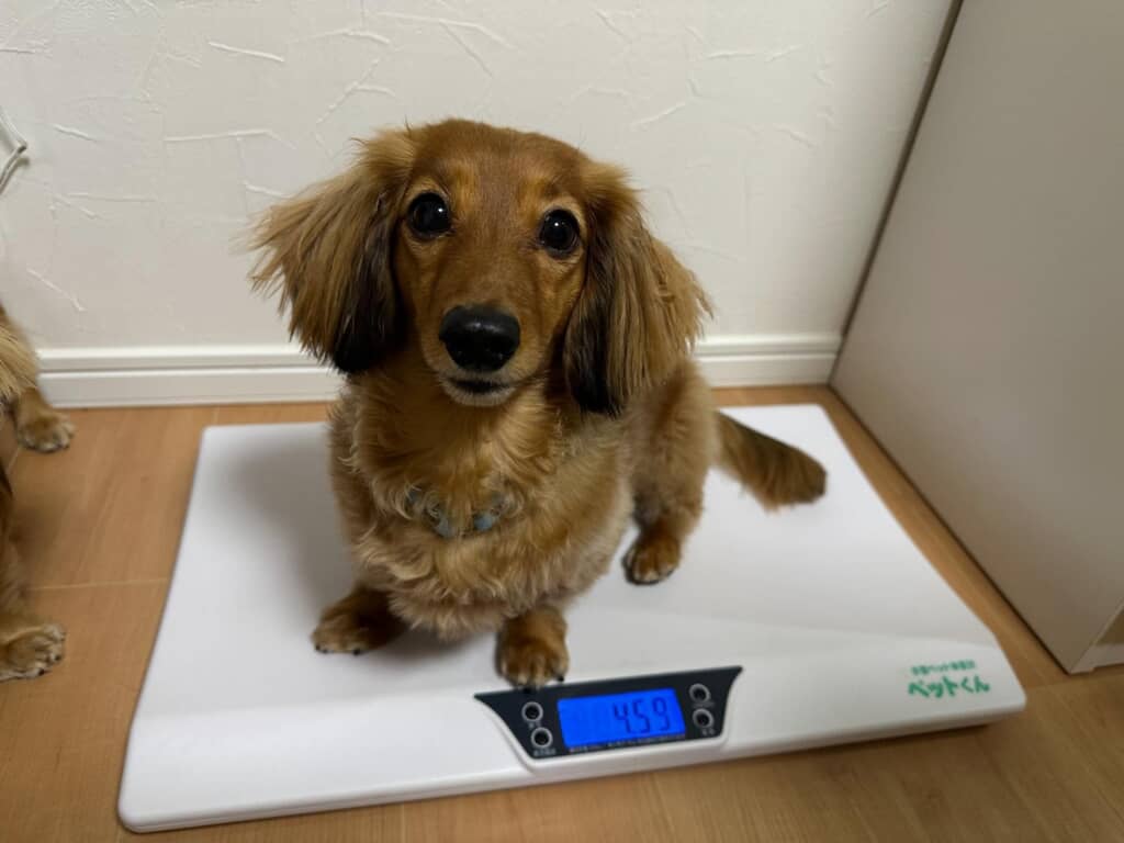 ワンコの普段の姿