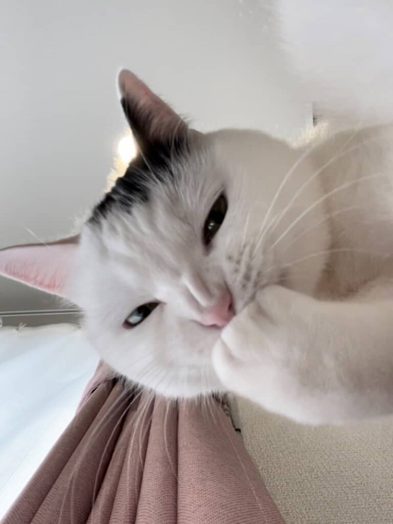 毛づくろい中の顔