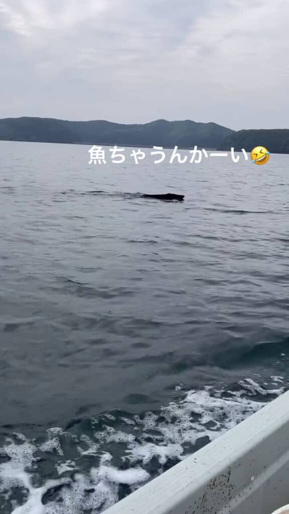 海を泳ぐ黒い物体